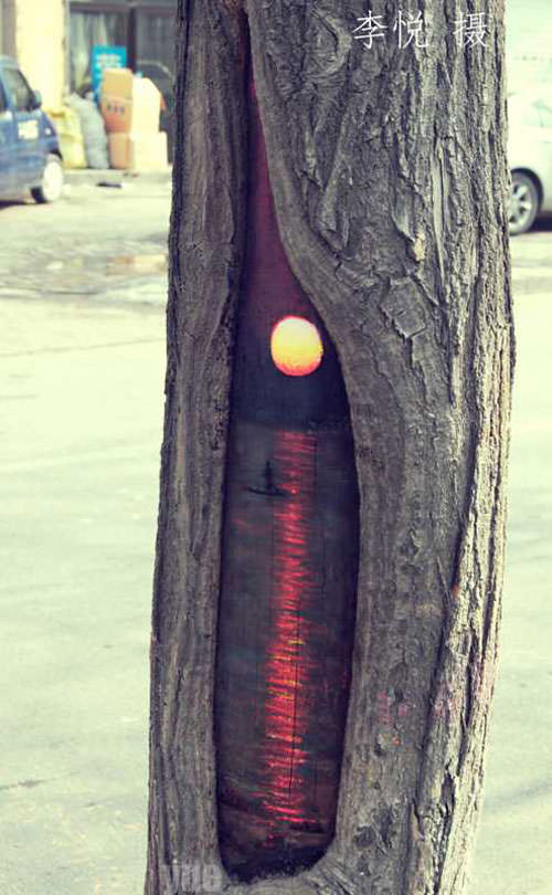 tree art
