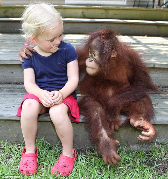 girl and chimp