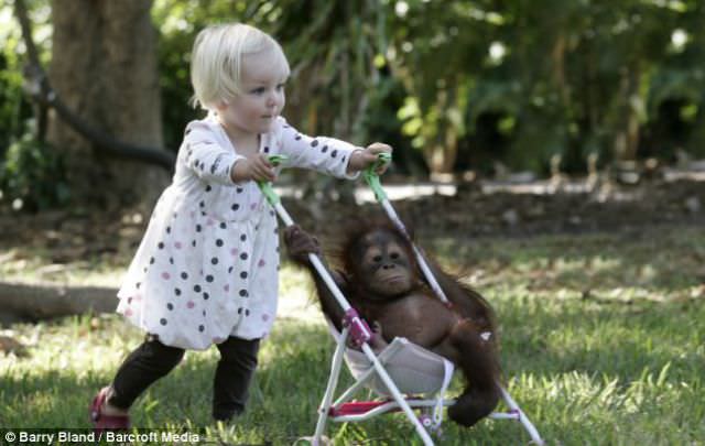 girl and chimp