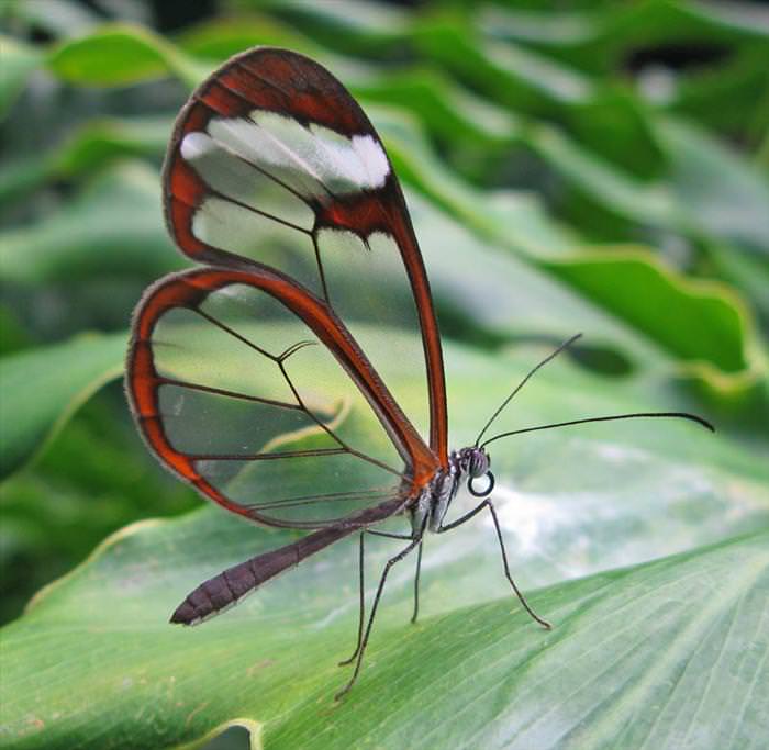 mariposa de cristal