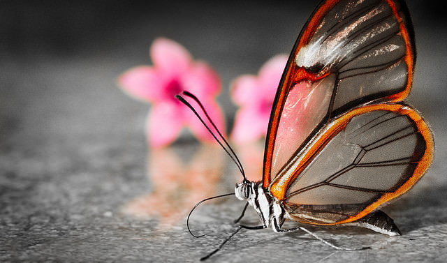 glass butterfly photos