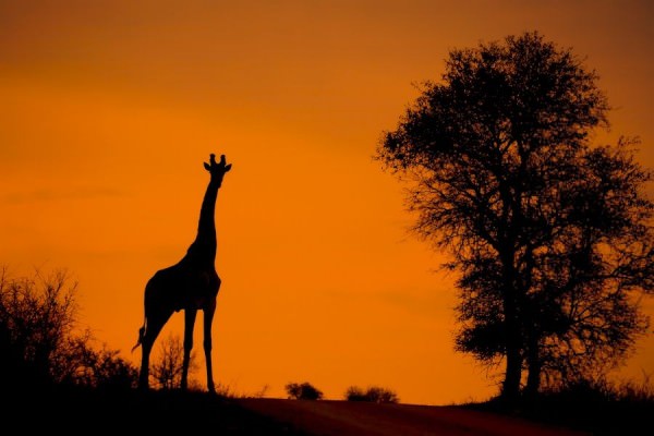African Silhouettes