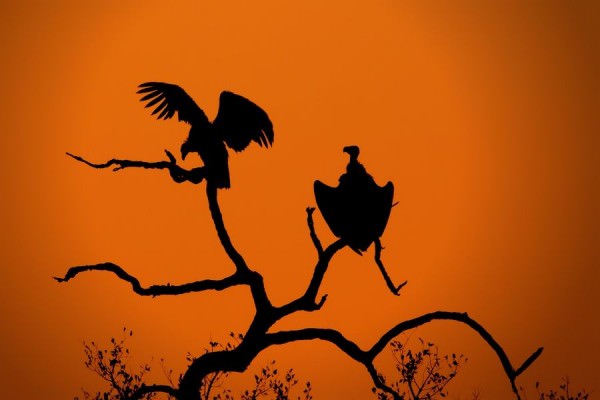 African Silhouettes