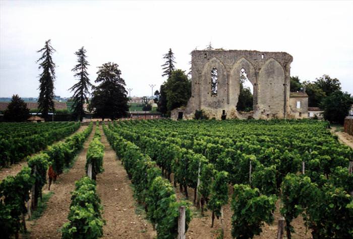 Beuatiful vineyards