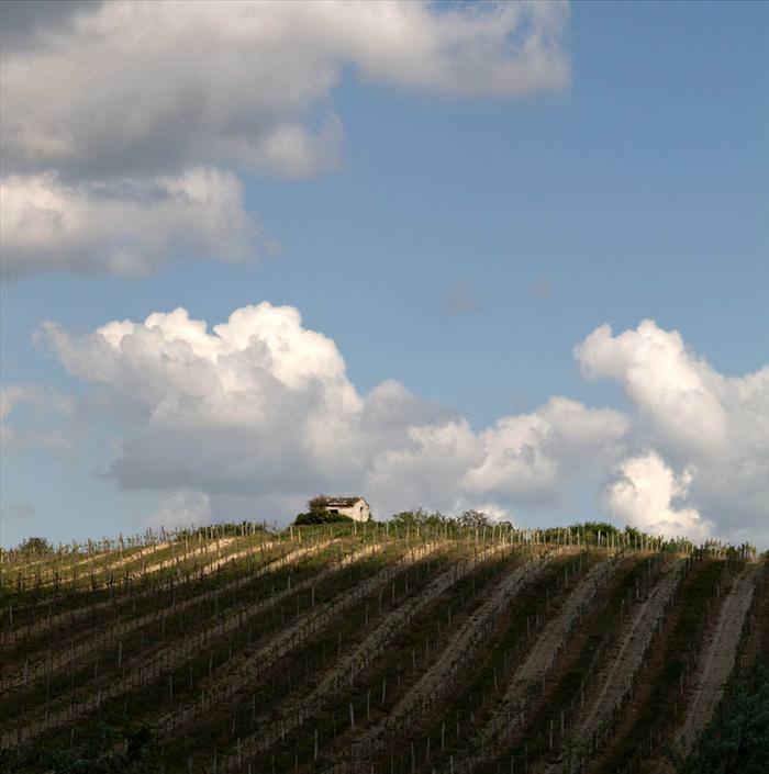 Beuatiful vineyards