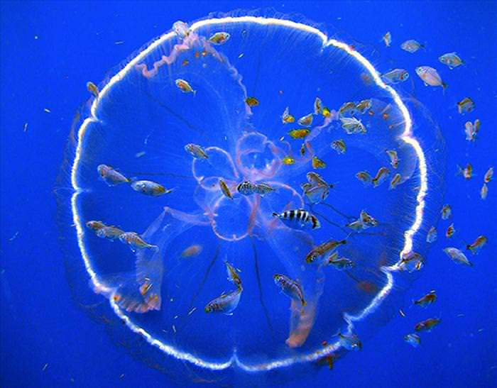 jellyfish photos