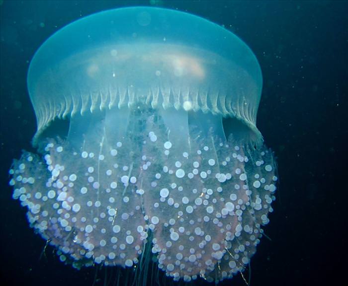 jellyfish photos