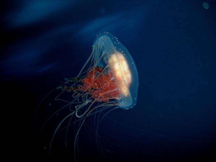 jellyfish photos