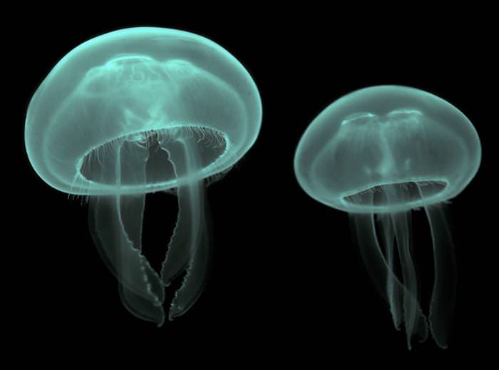 jellyfish photos