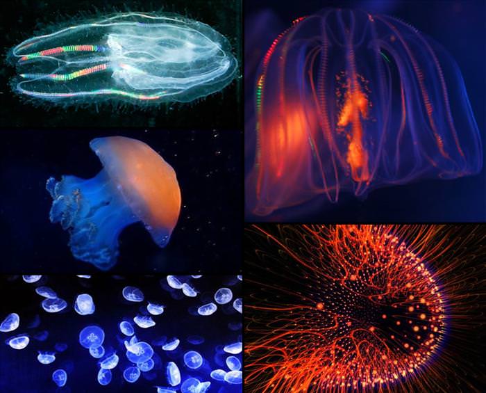 jellyfish photos