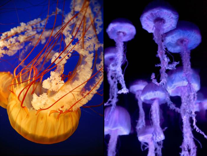 jellyfish photos