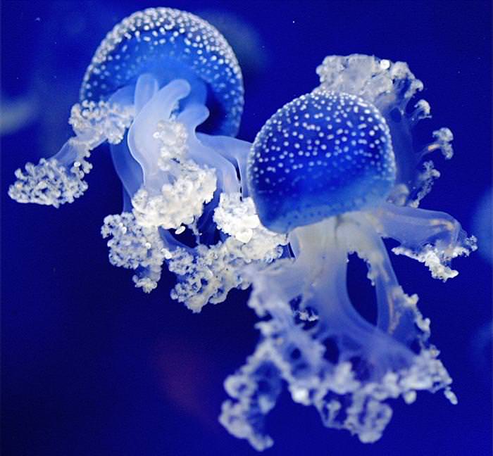 jellyfish photos