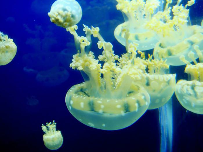 jellyfish photos