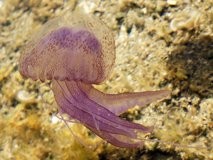 jellyfish photos