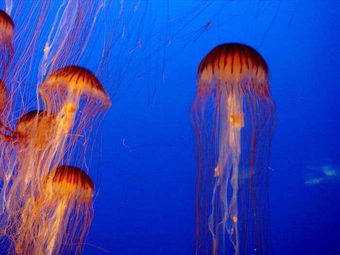 jellyfish photos