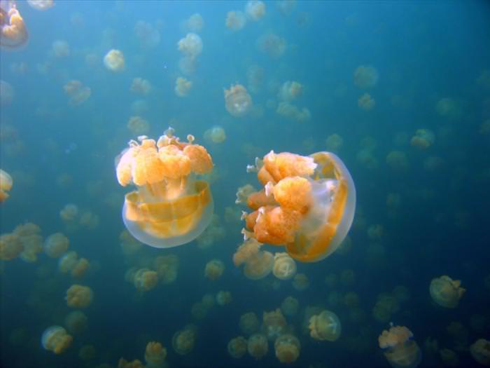 jellyfish photos