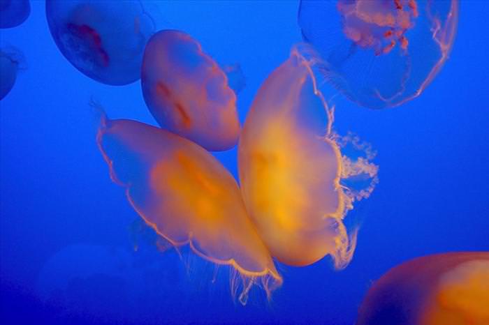 jellyfish photos