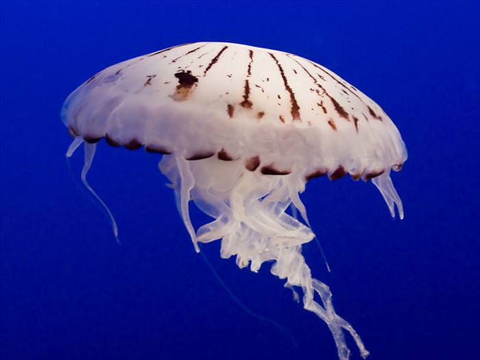 jellyfish photos