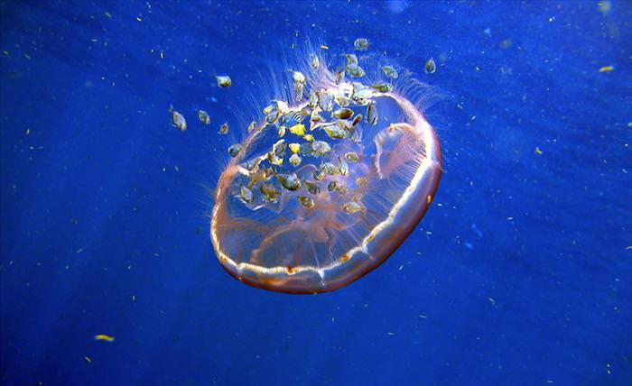 jellyfish photos