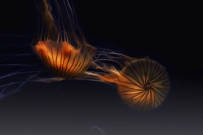 jellyfish photos