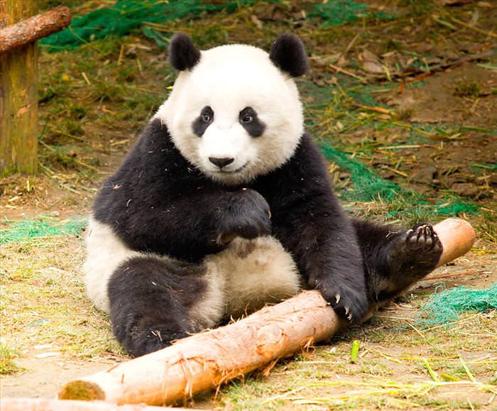 panda photos