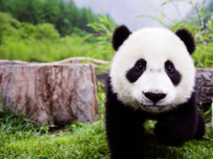 panda photos