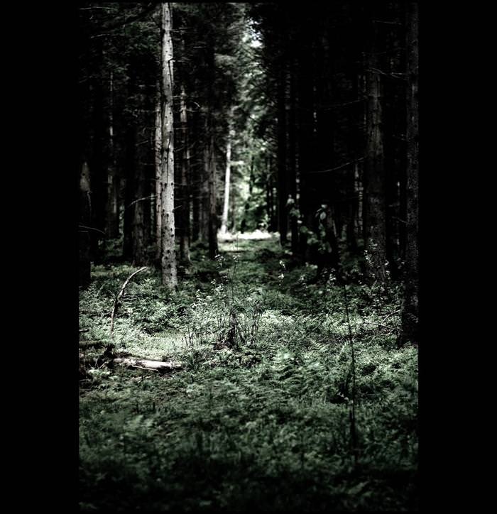 Black forest photos