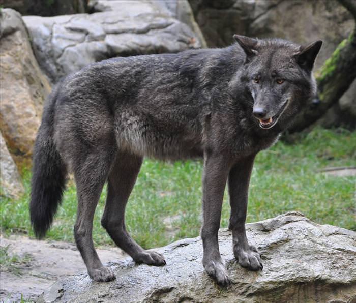 wolf photos and facts