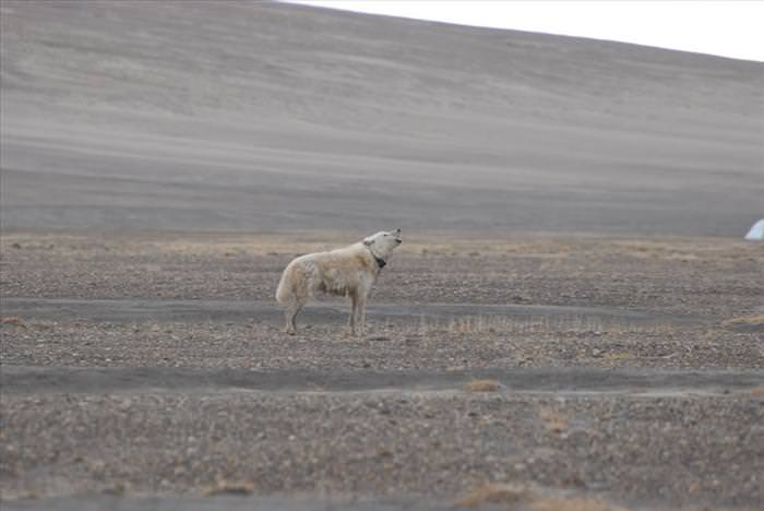 wolf photos and facts