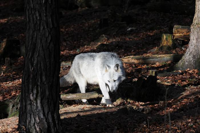 wolf photos and facts