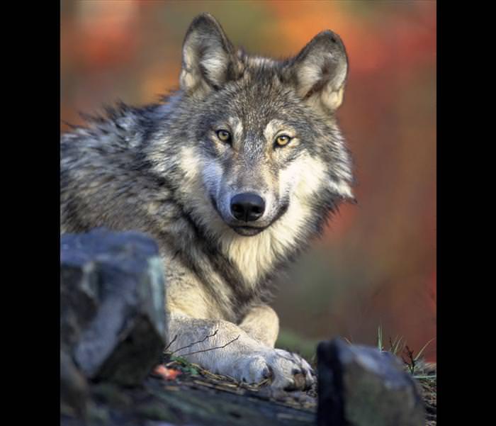 wolf photos and facts