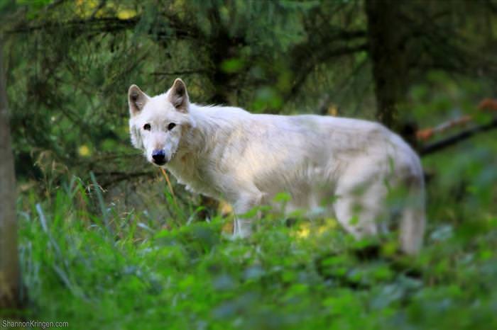 wolf photos and facts