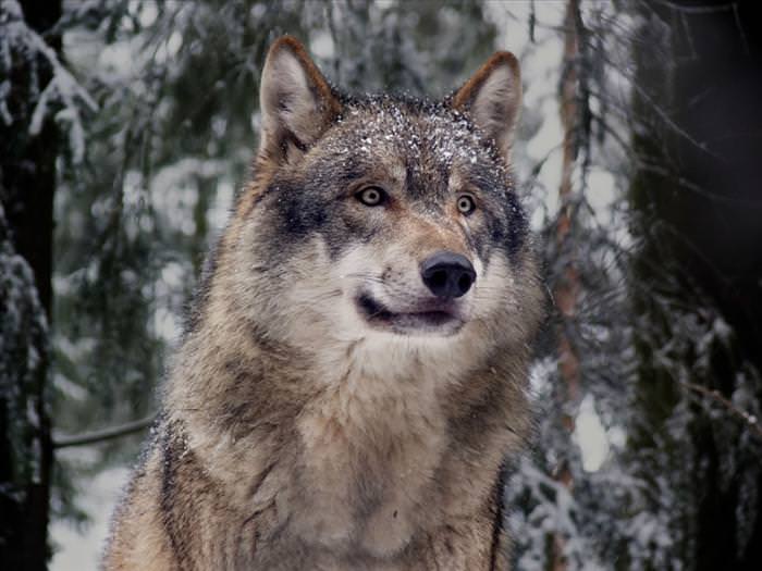 wolf photos and facts