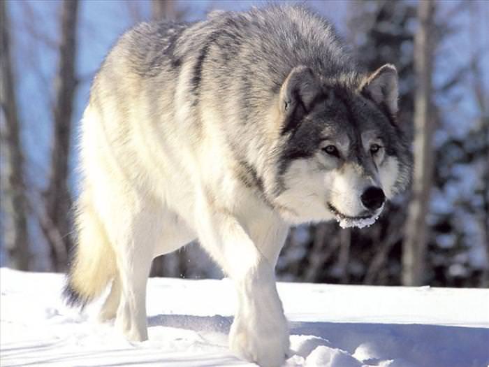 wolf photos and facts