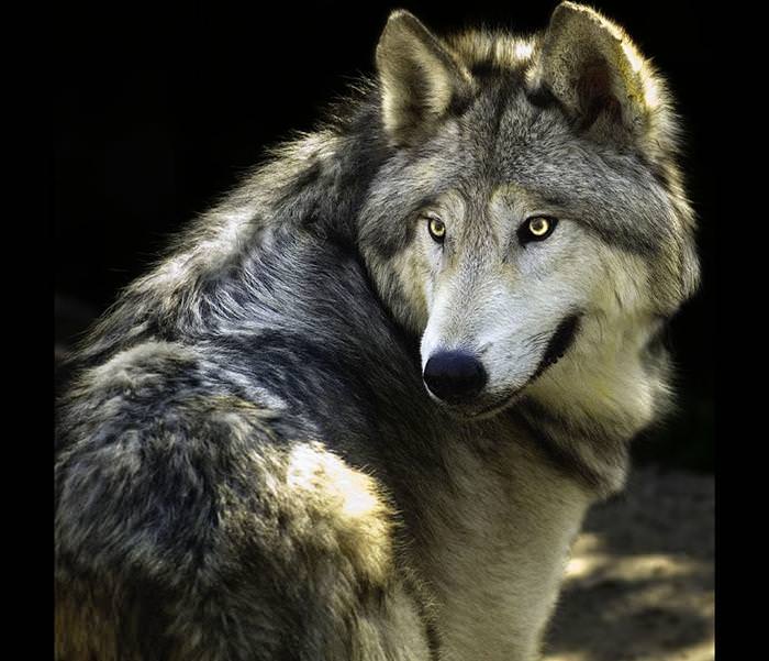 wolf photos and facts