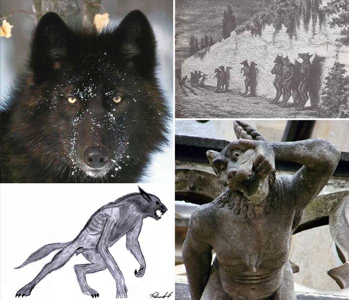 wolf photos and facts