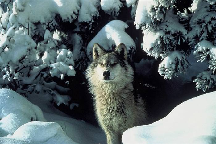 wolf photos and facts