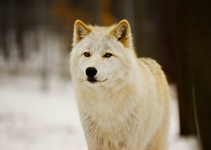 wolf photos and facts