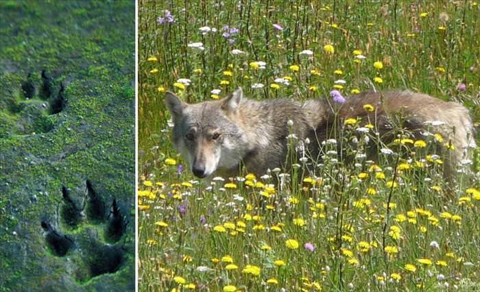 wolf photos and facts