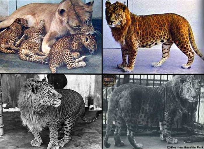 types of big cat hybrids