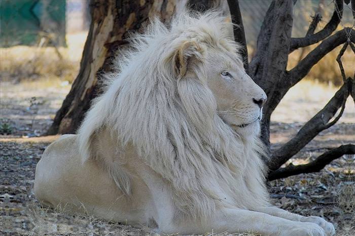 types of big cat hybrids