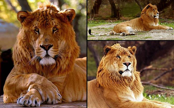 types of big cat hybrids