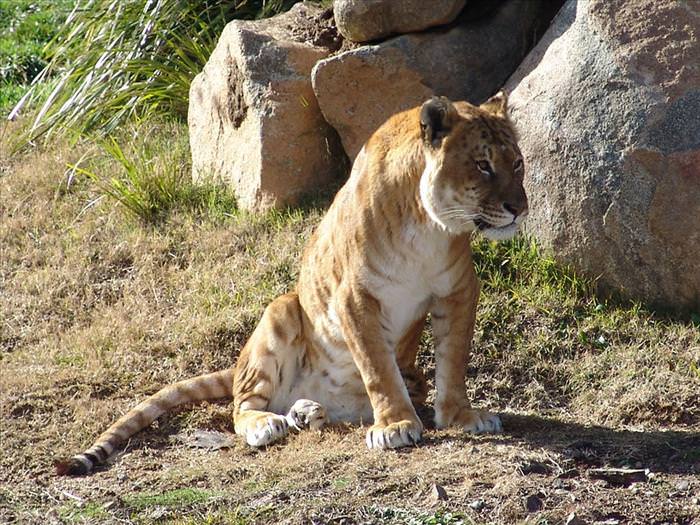 tiger jaguar hybrid