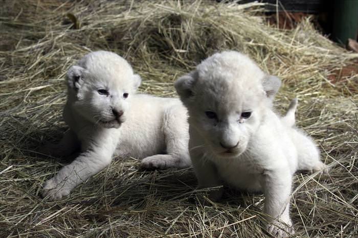 types of big cat hybrids