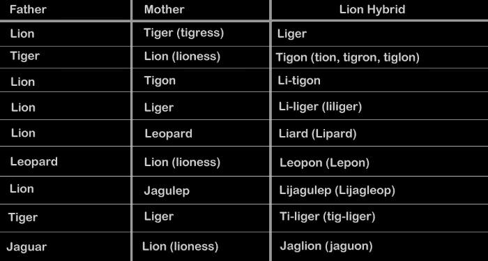 types of big cat hybrids