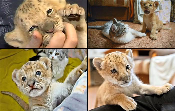 types of big cat hybrids