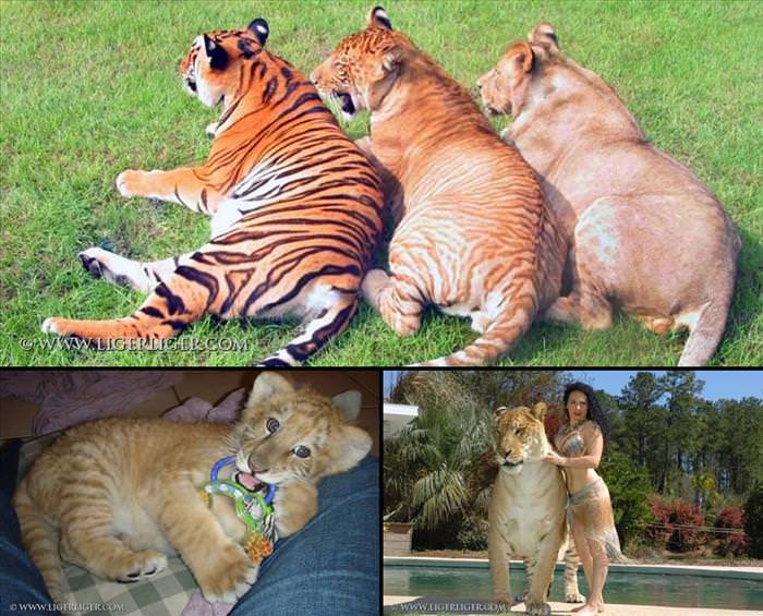 types of big cat hybrids