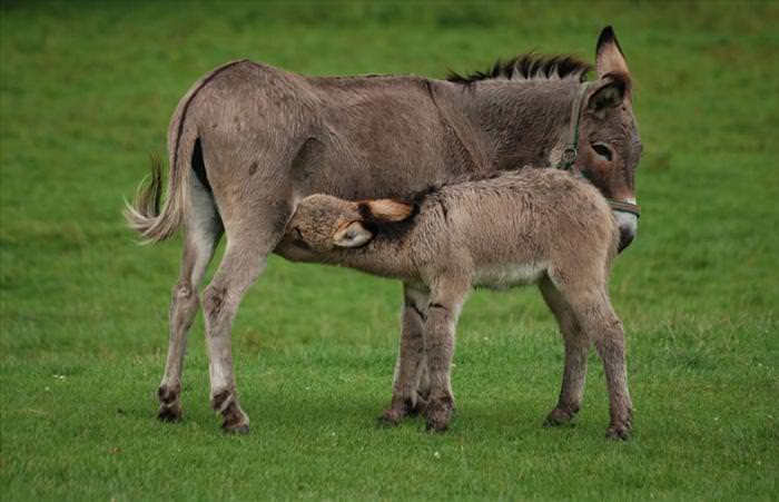 abc of animal photos