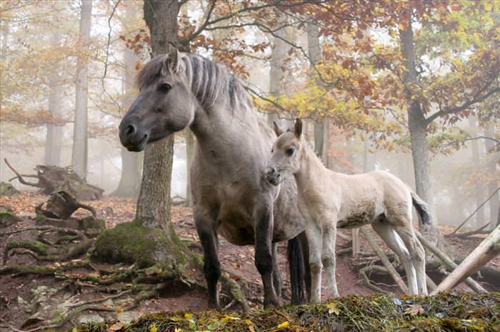 abc of animal photos