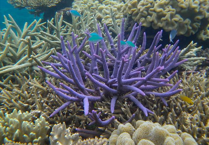 great barrier reef photos